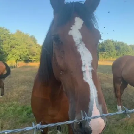 Penzion La Chaumiere Du Bout Du Chemin - Calme - Rdc