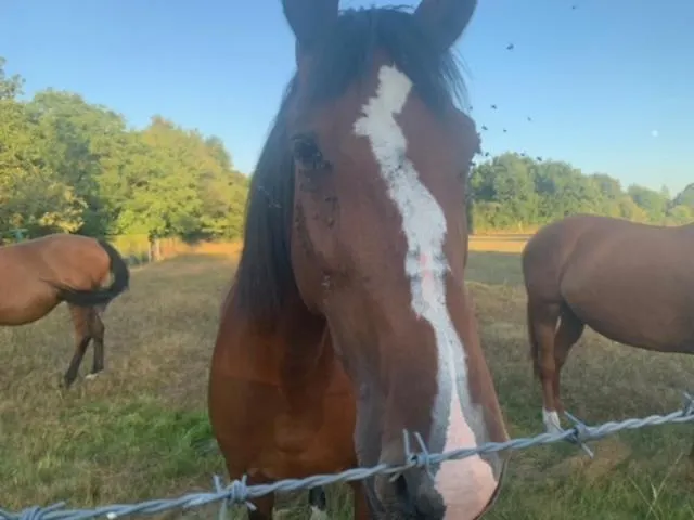 Penzion La Chaumiere Du Bout Du Chemin - Calme - Rdc